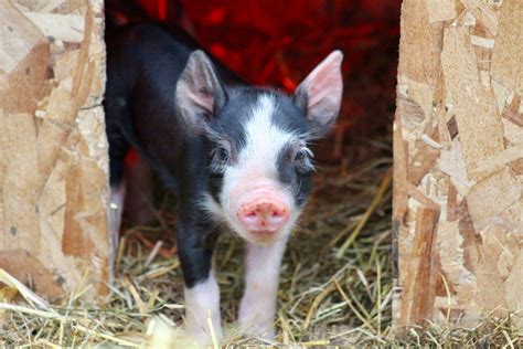 Berkshire Hogs — Whitney Creek Farm