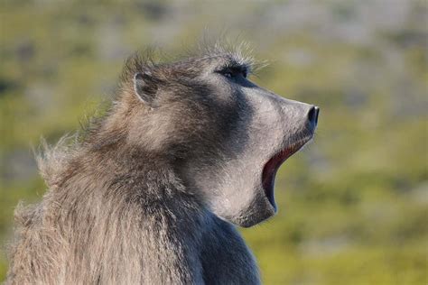 Baboons recorded making key sounds found in human speech | New Scientist