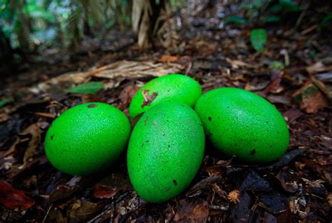 Cassowary bird eggs : r/pics