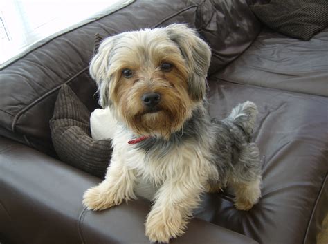 File:Billy the Yorkshire Terrier (Black and Tan).JPG - Wikimedia Commons