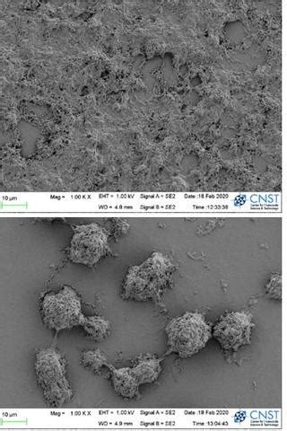 Biofilm Models to Evaluate Structure-Function Relationships | NIST