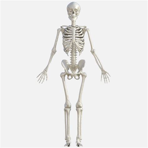 Human Skeleton - 3D Model by rootin