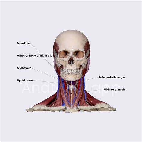 Submental triangle | Triangles of the neck | Head and Neck | Anatomy.app | Learn anatomy | 3D ...