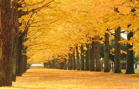 Outer Tokyo's 5 Best Fall Foliage Spots | All About Japan