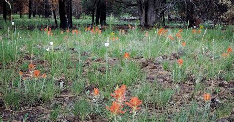 Kaibab National Forest Kaibab Lake Campground | Williams, AZ