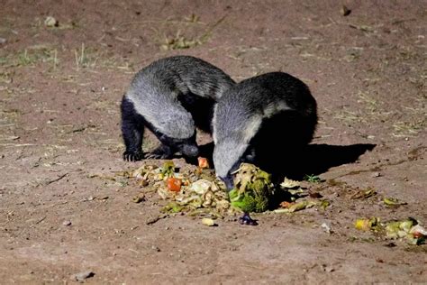 How Many Babies Do Honey Badgers Have? | NatureNibble