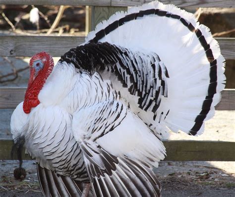 Royal Palm Turkey {meleagris gallopavo} | Norfolk zoo | Drew Avery | Flickr