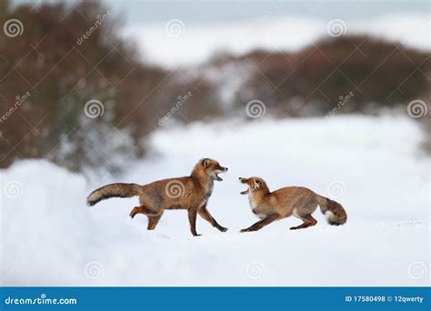 Fighting Foxes Royalty Free Stock Photos - Image: 17580498