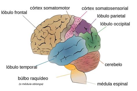 ¿Cuáles son las partes del cerebro?