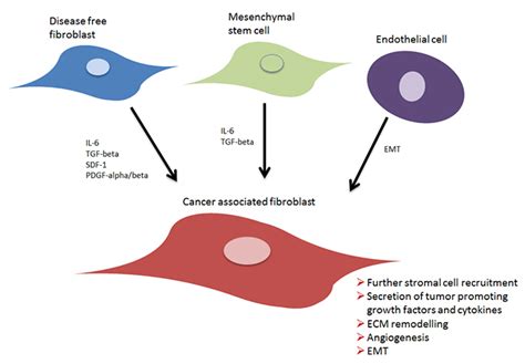 Cancer Associated Fibroblasts | Bio-Rad