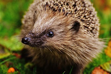 Free Images : nature, prickly, cute, wildlife, meal, beak, autumn ...