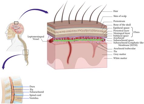 Frontiers | Meningeal T cells function in the central nervous system ...