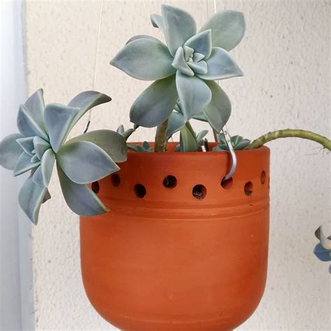 5 Office Succulents That Might Be Nice Additions To Your Workplace