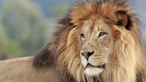 Why Do Male Lions Have Manes? | Mental Floss