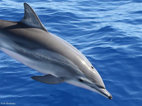 Clymene Dolphin Sea Mammal, Mammals, Porpoise, Cetacean, Iphone Wallpaper Themes, Dolphins ...