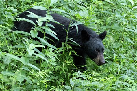 Black Bear Closeup Photograph by Jack Nevitt