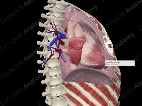 Conus Arteriosus | Complete Anatomy