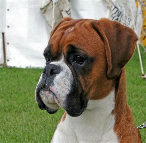 22 best red boxer dog images on Pinterest | Boxer dogs, Boxer and Boxers