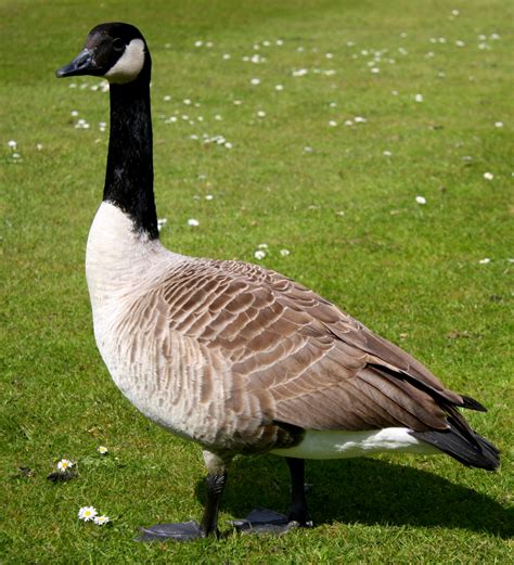 Canada geese in New Zealand - Wikipedia
