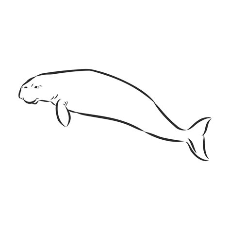 manatee vector sketch 11092109 Vector Art at Vecteezy