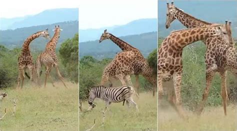 WATCH: Are giraffes gentle? This epic fight between two males will ...