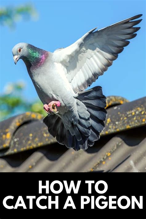 How to Catch a Pigeon in your Backyard Effortlessly : 2022: Own The Yard | Pigeon pictures, Cute ...