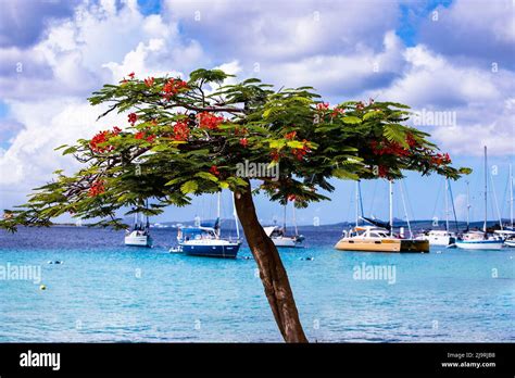 Bonaire, ABC Islands, Caribbean Stock Photo - Alamy