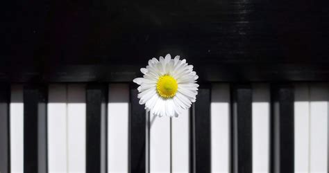 Piano Flower Photos, Download The BEST Free Piano Flower Stock Photos ...