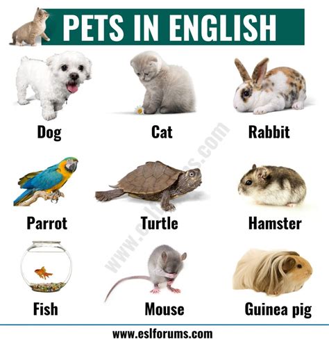 What Is Pet Names at Kenneth Picard blog