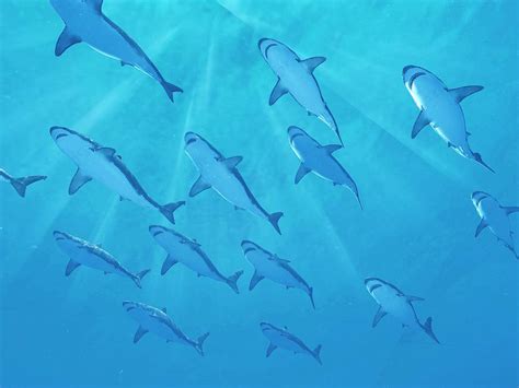 Sharks Swimming Underwater Photograph by Sciepro/science Photo Library ...