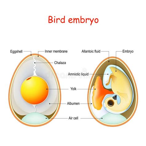 Structure Bird Egg. Bird Embryo. Stock Vector - Illustration of squeaker, vitellus: 23667584