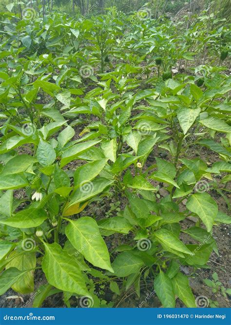 Capsicum Green Plant Growing in the Garden Stock Photo - Image of ...