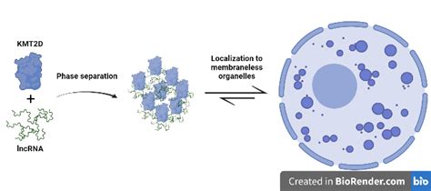 Research Group of Intrinsically Disordered Proteins – Institute of Enzymology