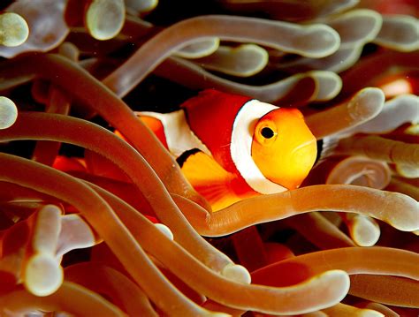 File:Clownfish (Amphiprion ocellaris).jpg - Wikipedia