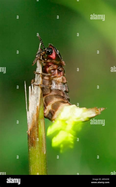 glowworm, glow-worm, great European glow-worm beetle (Lampyris noctiluca), female, Germany ...