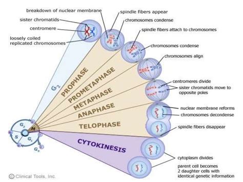 Cytogenetic abnormalities