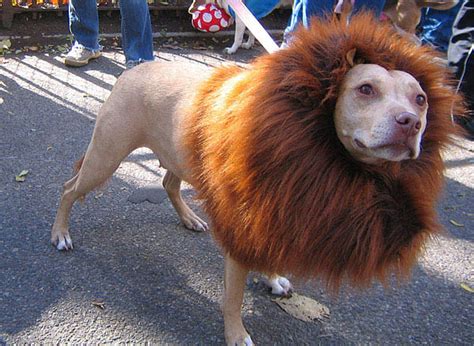 Lion Dog Costume | Costume Pop