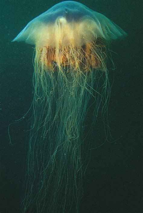 Lion's Mane Jellyfish Facts, Pictures, Information & Video