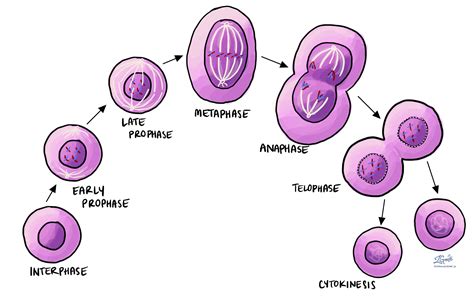 Mitosis - Pathology dictionary - MyPathologyReport.ca