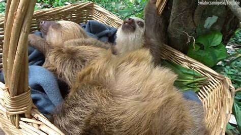 Adorable sloth babies playing in a basket to brighten your day - ABC13 Houston