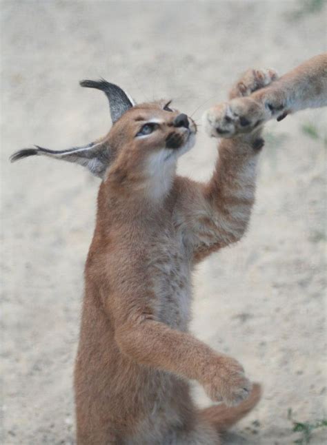 The Caracal: Six Remarkable Adaptations and General Facts | Caracal kittens, Caracal cat, Wild cats