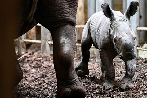 Baby rhinoceros born in Dutch zoo on Easter Sunday – Health News