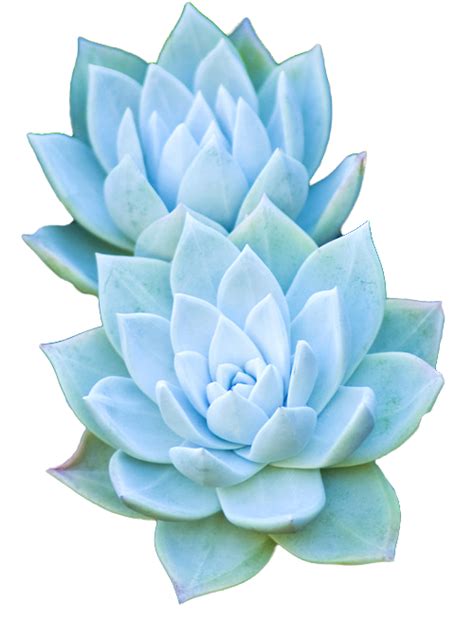 yebbi-gongju | Succulents, Transparent flowers, Flowers