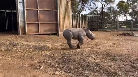 Baby rhino enjoys run in yard Video - ABC News