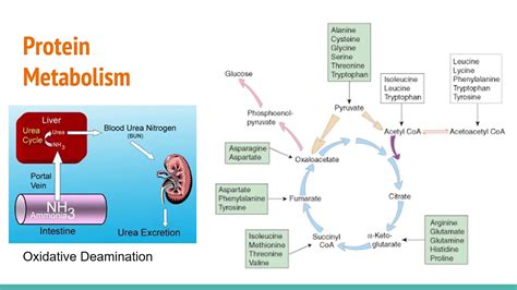 Protein Metabolism - YouTube