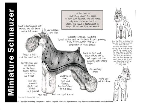 How Do You Groom Miniature Schnauzer