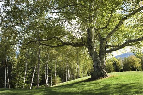 Your tree has a thick trunk and two large branches. Teaching Plants, Fake Trees, Forest Tattoos ...