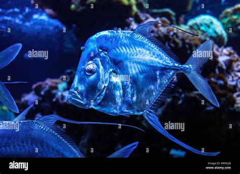 deep sea fish portrait blue and shimmering Stock Photo - Alamy