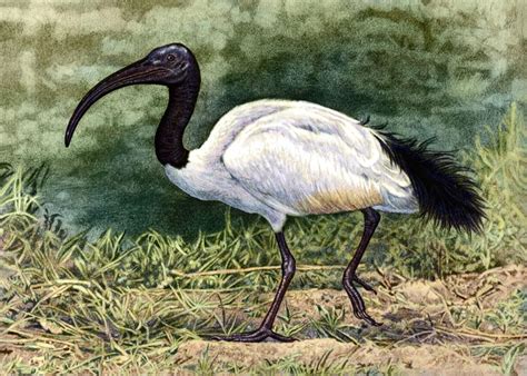 Sacred Ibis by WillemSvdMerwe on DeviantArt