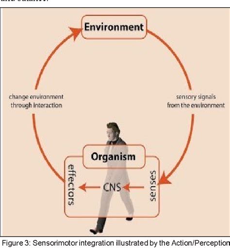 Figure 3 from Exploring the Neuromodulatory Effects of the Vertebral ...